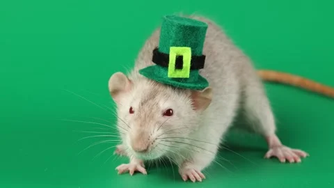 Colored rat on a green background. Mouse in a top hat celebrates the holiday 스톡 동영상 296007689