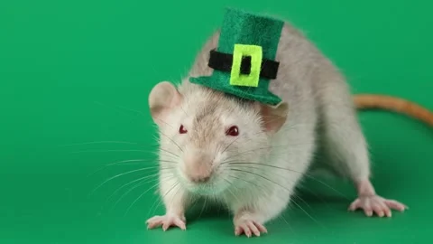 Colored rat on a green background. Mouse in a top hat celebrates the holiday 스톡 동영상 296007703