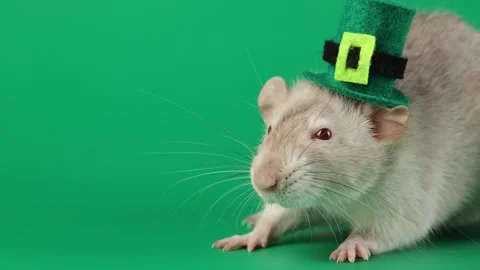 Colored rat on a green background. Mouse in a top hat celebrates the holiday Stock Footage 296007813