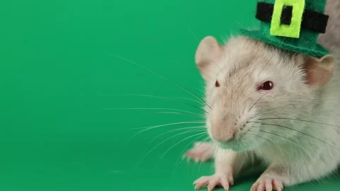 Colored rat on a green background. Mouse in a top hat celebrates the holiday 動画素材 296007916
