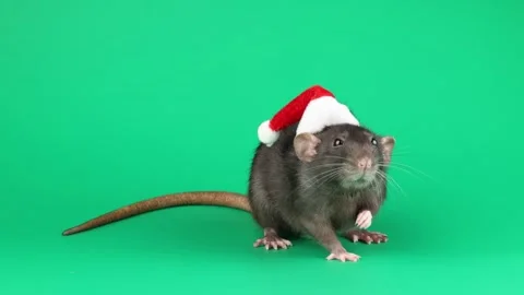 Colored rat isolated on green background Stock Footage 296007969