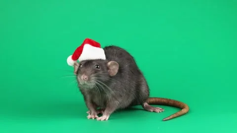 Colored rat isolated on green background Stock Footage 296008068