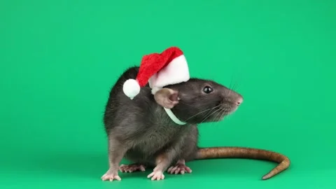 Colored rat isolated on green background Video stock 296008228