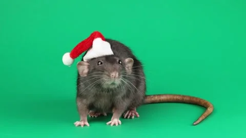 Colored rat isolated on green background 스톡 동영상 296008362