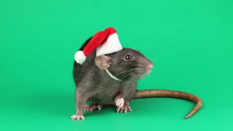 Colored rat isolated on green background 스톡 동영상 296008372