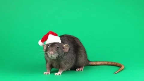 Colored rat isolated on green background 스톡 동영상 296008512