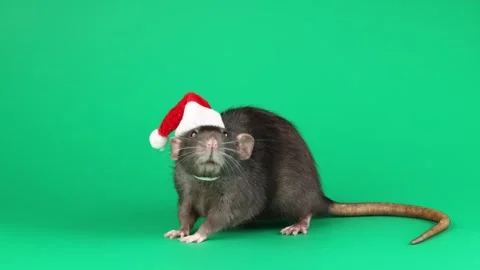 Colored rat isolated on green background Vídeo Stock 296008614