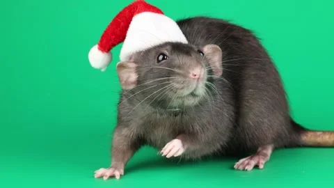 Colored rat isolated on green background 스톡 동영상 296008667
