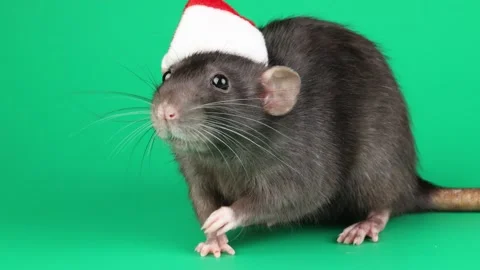 Colored rat isolated on green background 스톡 동영상 296008748