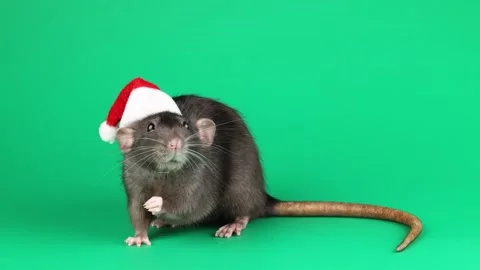 Colored rat isolated on green background Stock Footage 296008794