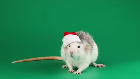 Colored rat isolated on green background 動画素材 296008875