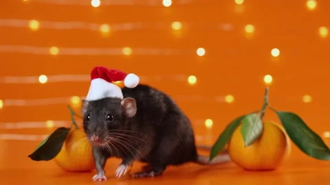 Colored rat on orange background. Mouse among New Year's tangerines Stock Footage 293200503