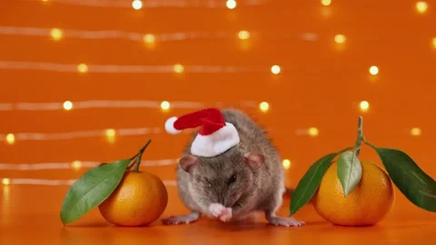 Colored rat on orange background. Mouse among New Year's tangerines Stock Footage 293200547