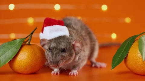Colored rat on orange background. Mouse among New Year's tangerines Stock Footage 293200652