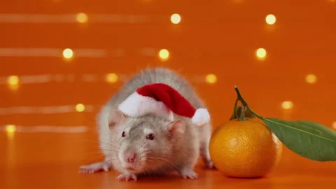 Colored rat on orange background. Mouse among New Year's tangerines Stock Footage 293200688