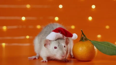 Colored rat on orange background. Mouse among New Year's tangerines Stock Footage 293200769