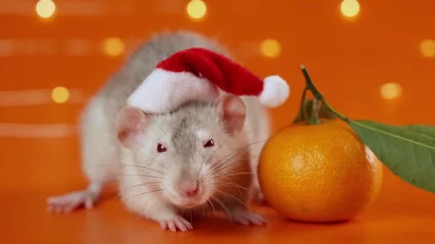 Colored rat on orange background. Mouse among New Year's tangerines Stock Footage 293200980