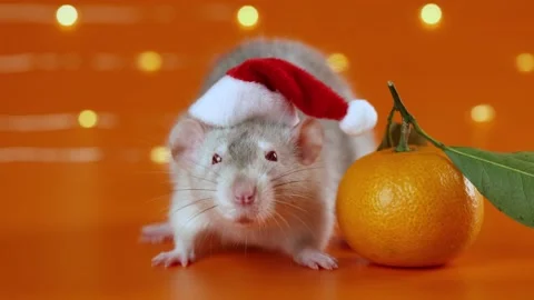 Colored rat on orange background. Mouse among New Year's tangerines Stock Footage 293201072