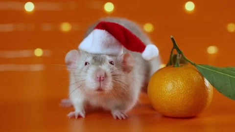 Colored rat on orange background. Mouse among New Year's tangerines Stock Footage 293201111