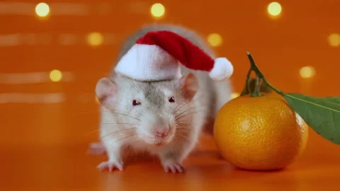 Colored rat on orange background. Mouse among New Year's tangerines Stock Footage 293201133
