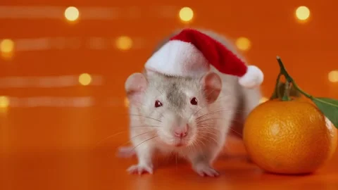 Colored rat on orange background. Mouse among New Year's tangerines Stock Footage 293201193