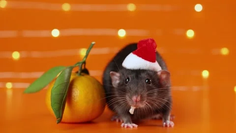Colored rat on orange background. Mouse among New Year's tangerines Stock Footage 293201492