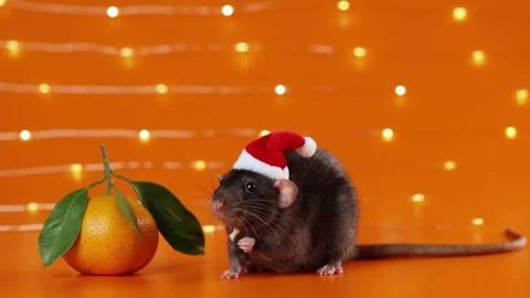 Colored rat on orange background. Mouse among New Year's tangerines Stock Footage 293201519