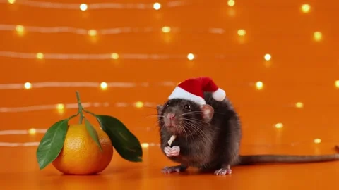 Colored rat on orange background. Mouse among New Year's tangerines Stock Footage 293201564