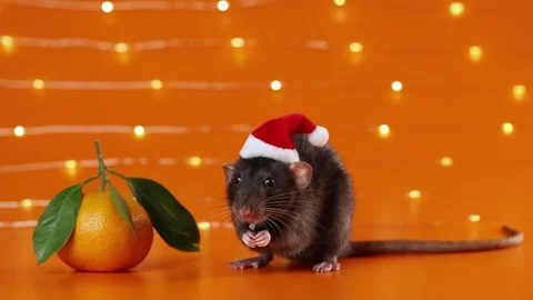 Colored rat on orange background. Mouse among New Year's tangerines Stock Footage 293201778