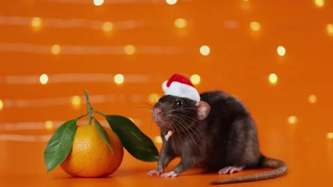 Colored rat on orange background. Mouse among New Year's tangerines Stock Footage 293201819