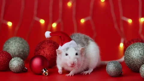 Colored rat on a red background. Mouse among Christmas balls. Pet in a Santa hat Stock Footage 291667990