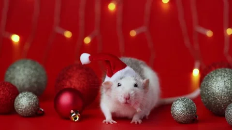 Colored rat on a red background. Mouse among Christmas balls. Pet in a Santa hat Stock Footage 291668803