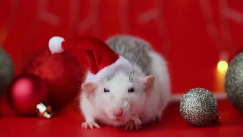 Colored rat on a red background. Mouse among Christmas balls. Pet in a Santa hat Stock Footage 291669416