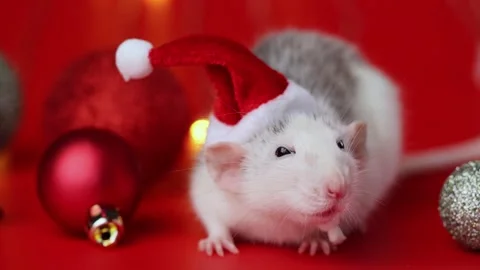 Colored rat on a red background. Mouse among Christmas balls. Pet in a Santa hat Stock Footage 291669702