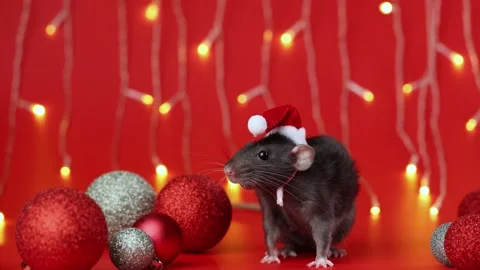 Colored rat on a red background. Mouse among Christmas balls. Pet in a Santa hat Stock Footage 291670324