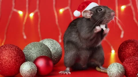 Colored rat on a red background. Mouse among Christmas balls. Pet in a Santa hat Stock Footage 291670535