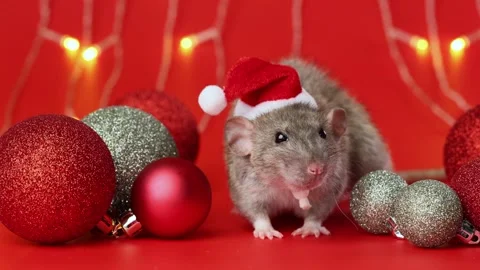 Colored rat on a red background. Mouse among Christmas balls. Pet in a Santa hat Stock Footage 291670729