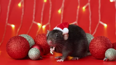 Colored rat on a red background. Mouse among Christmas balls. Pet in a Santa hat Stock Footage 291670937