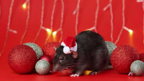Colored rat on a red background. Mouse among Christmas balls. Pet in a Santa hat Stock Footage 291671060