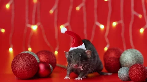 Colored rat on a red background. Mouse among Christmas balls. Pet in a Santa hat Stock Footage 291671092