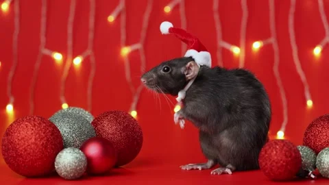 Colored rat on a red background. Mouse among Christmas balls. Pet in a Santa hat Stock Footage 291671175