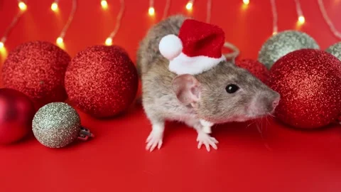 Colored rat on a red background. Mouse among Christmas balls. Pet in a Santa hat Stock Footage 291671199