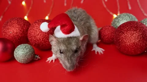 Colored rat on a red background. Mouse among Christmas balls. Pet in a Santa hat Stock Footage 291671287