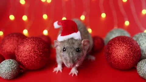 Colored rat on a red background. Mouse among Christmas balls. Pet in a Santa hat Stock Footage 291671443