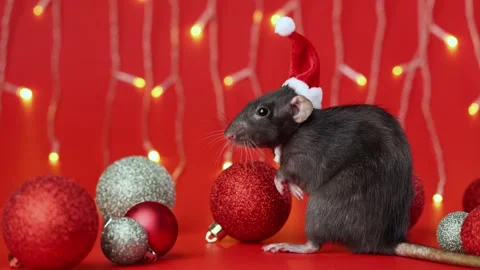 Colored rat on a red background. Mouse among Christmas balls. Pet in a Santa hat Stock Footage 291671630