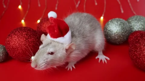 Colored rat on a red background. Mouse among Christmas balls. Pet in a Santa hat Stock Footage 291671746