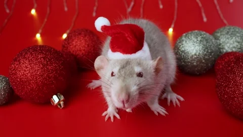 Colored rat on a red background. Mouse among Christmas balls. Pet in a Santa hat Stock Footage 291671958