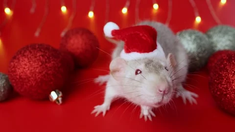 Colored rat on a red background. Mouse among Christmas balls. Pet in a Santa hat Stock Footage 291672092