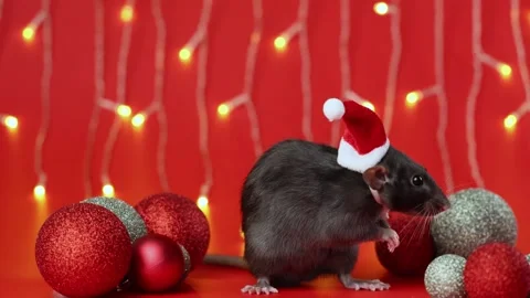 Colored rat on a red background. Mouse among Christmas balls. Pet in a Santa hat Stock Footage 291672279