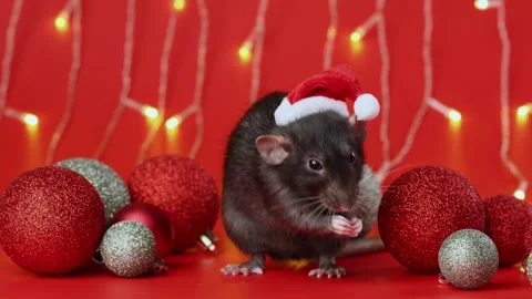 Colored rat on a red background. Mouse among Christmas balls. Pet in a Santa hat Stock Footage 291672559